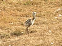 Nandou gris, Rhea americana, Poussin (Photo F. Mrugala) (2)